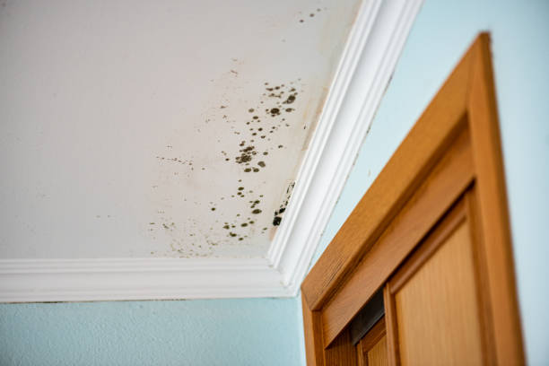 Best Toxic Mold Removal  in Barbourmeade, KY
