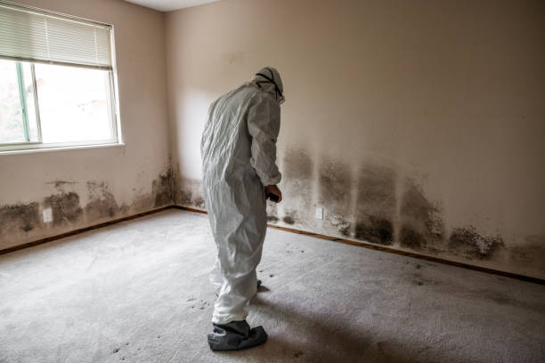 Best Professional Mold Removal  in Barbourmeade, KY