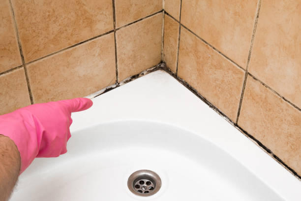 Mold Removal Process in Barbourmeade, KY